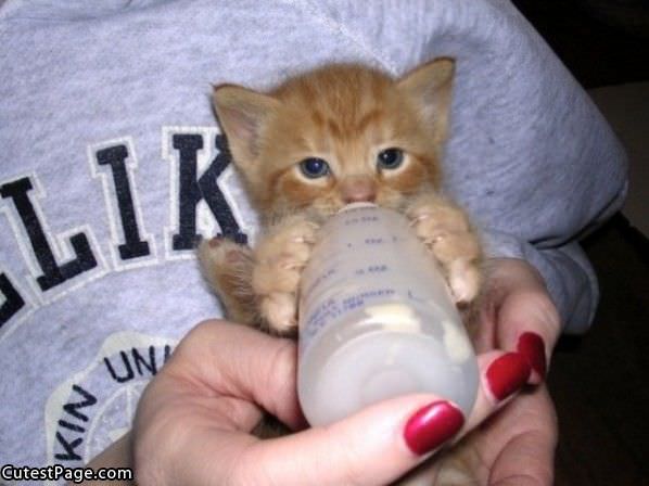Bottle Cute Kitten