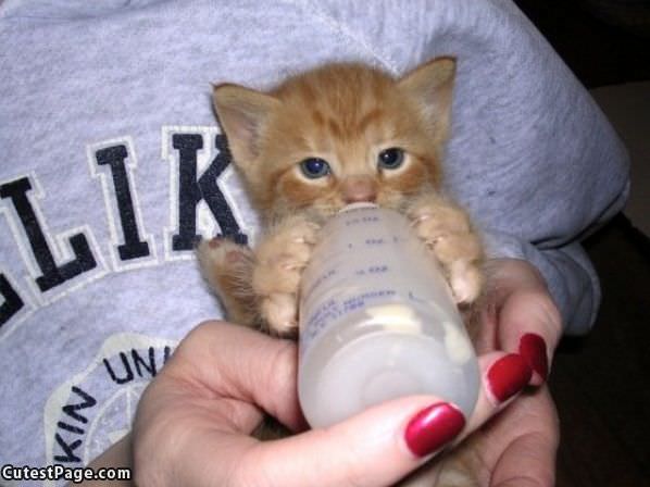 Bottle Kitten