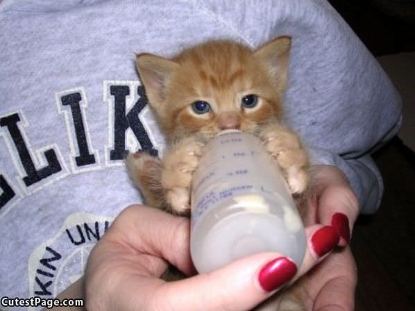 Bottle Kitten