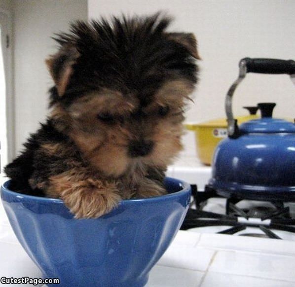 Bowl Full Of Puppy