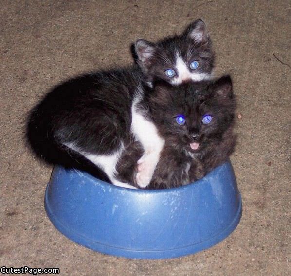 Bowl O Cat