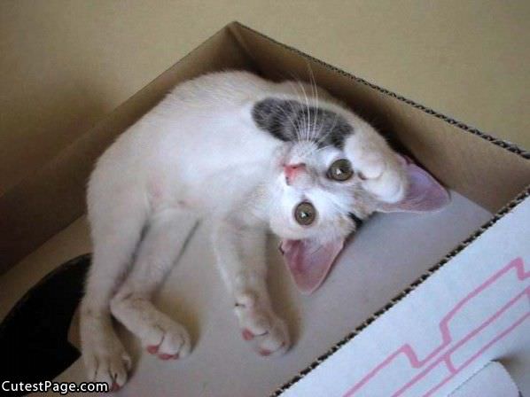 Box Cat