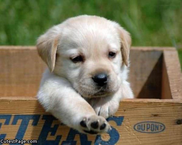 Box Cute Puppy Dog