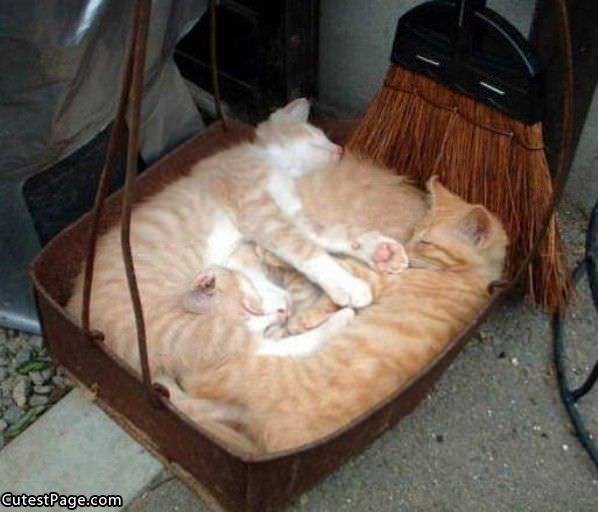 Box O Cats