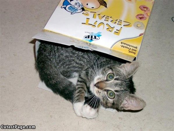 Boxcat