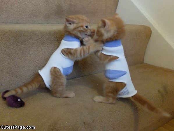 Boxing Kittens