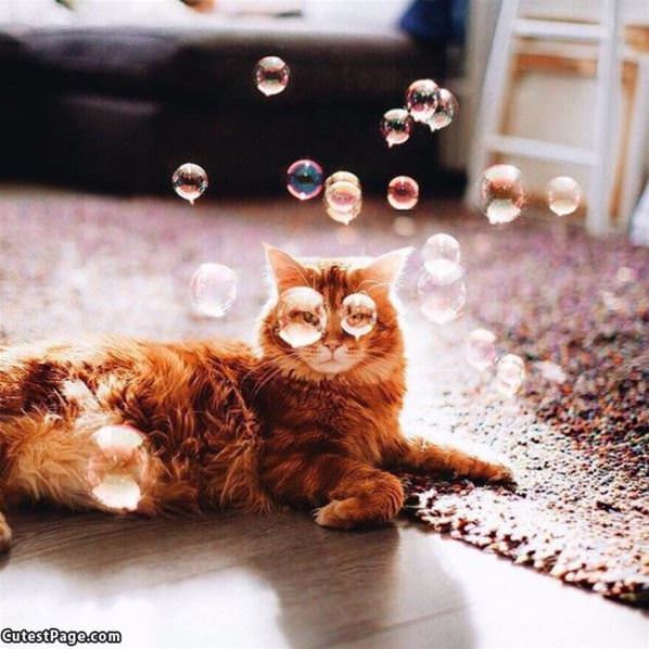 Bubble Eyes