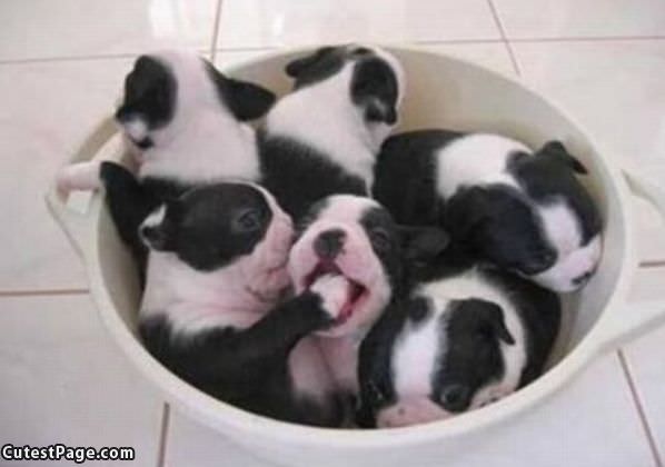 Bucket Of Cute