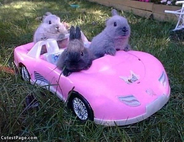 Bunnie Car