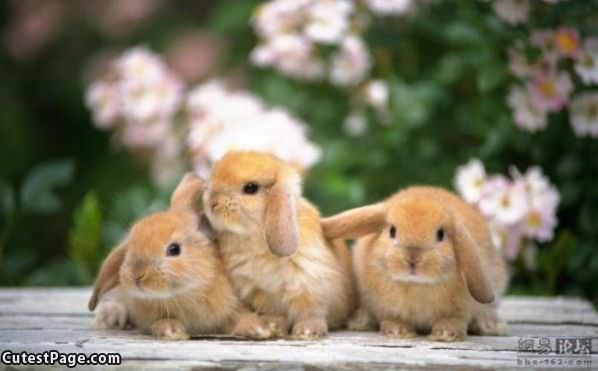 Bunnies