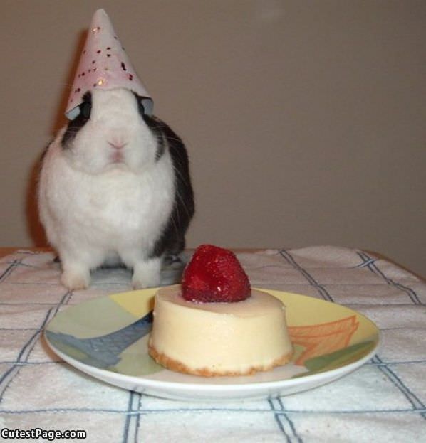 Bunnies Birthday