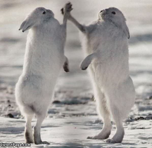 Bunnies High 5