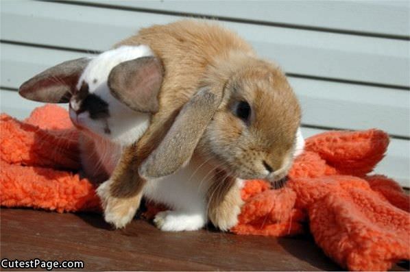 Bunnies Playing