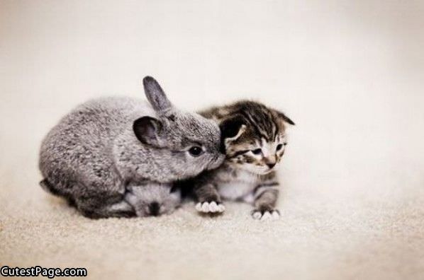 Bunny And Cute Kitten