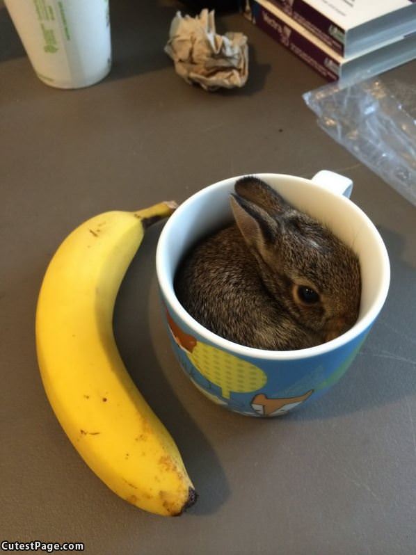 Bunny Cuddling Up