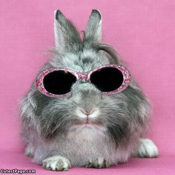 Bunny Glasses