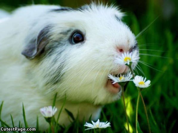 Bunny Nom Nom