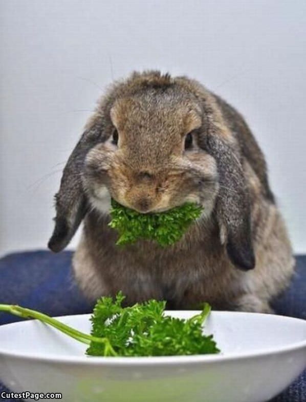 Bunny Nomming Away