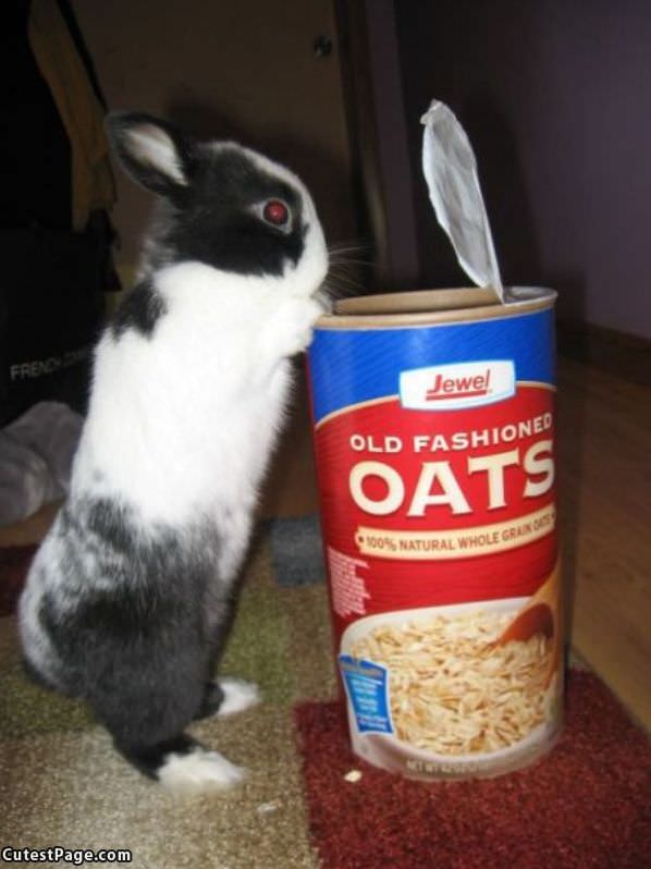 Bunny Oats