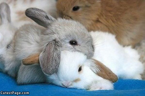 Bunny Stacking