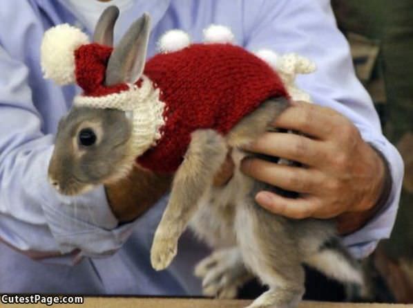 Bunny Sweater