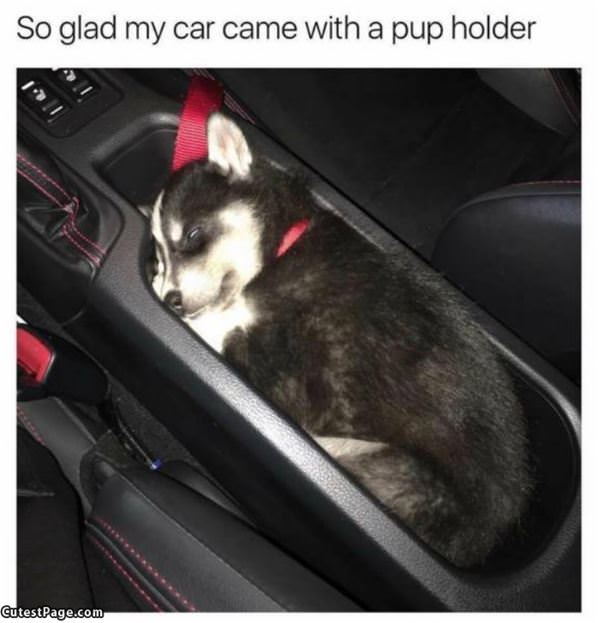 Came With A Pup Holder