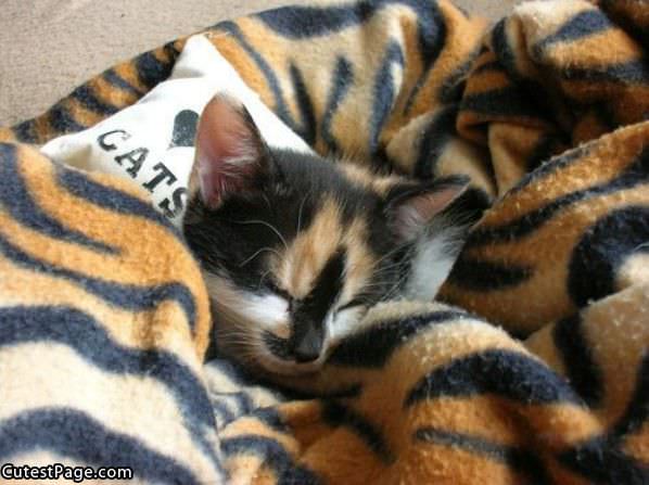 Camo Kitty Sleeping