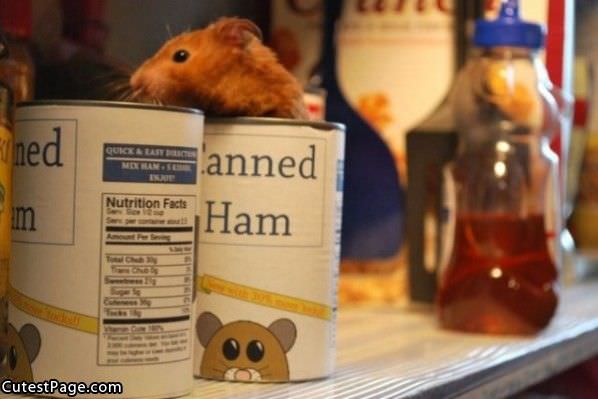 Canned Ham