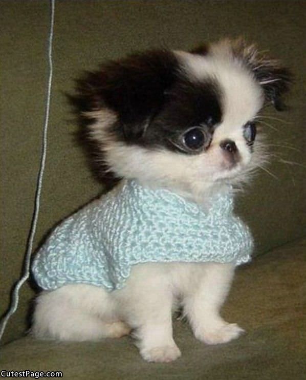 Cape Cute Puppy