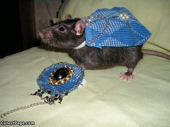 Cape Mouse