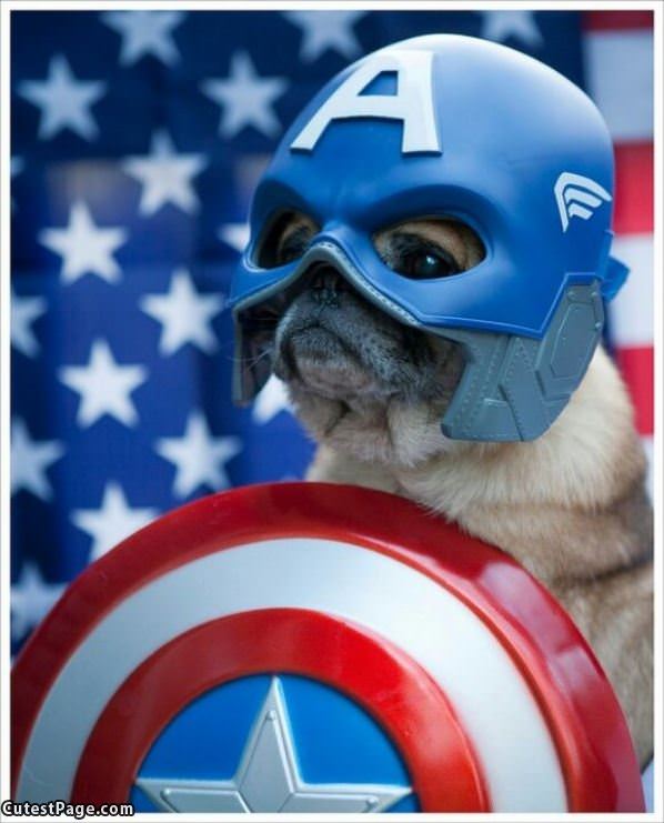 Captain Pug