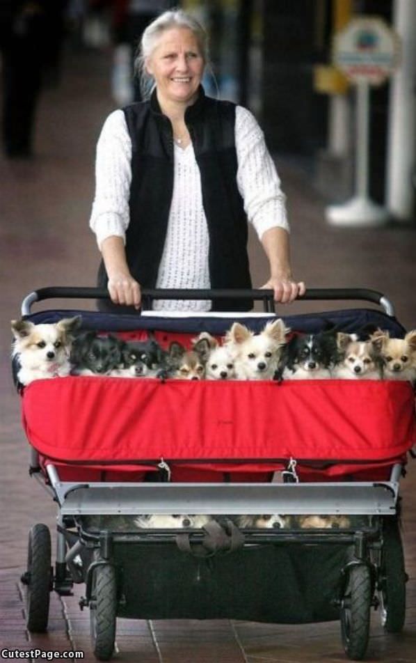 Cart Of Puppies
