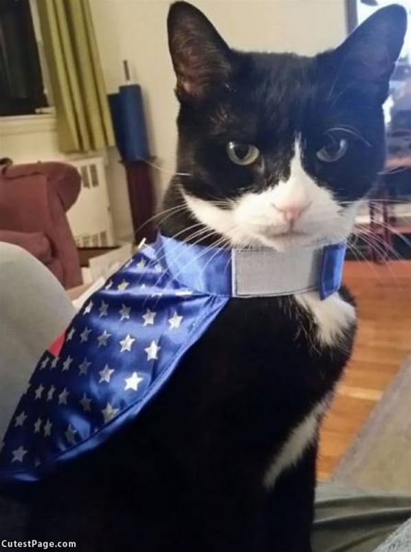 Cat America