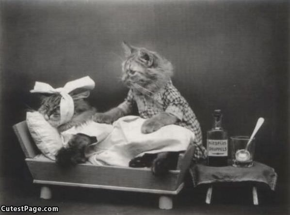 Cat Doctor