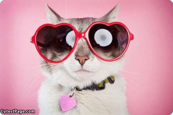 Cat Heart Glasses