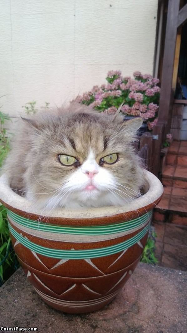 Cat In A Pot