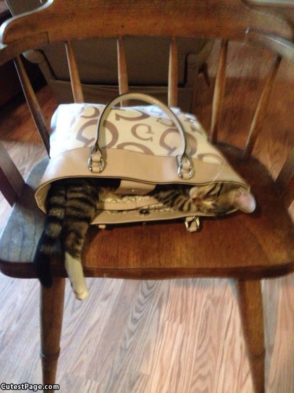 Cat In A Purse