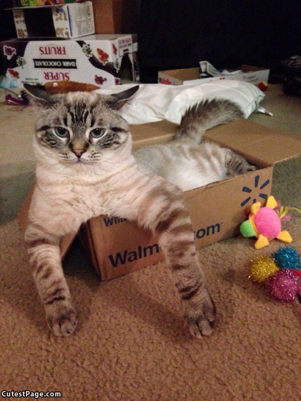 Cat In The Box