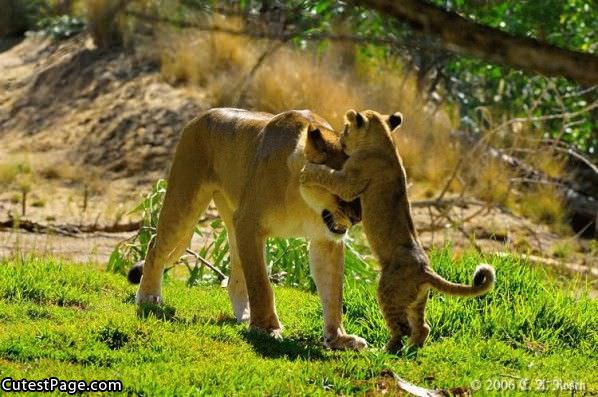 Cat Kiss