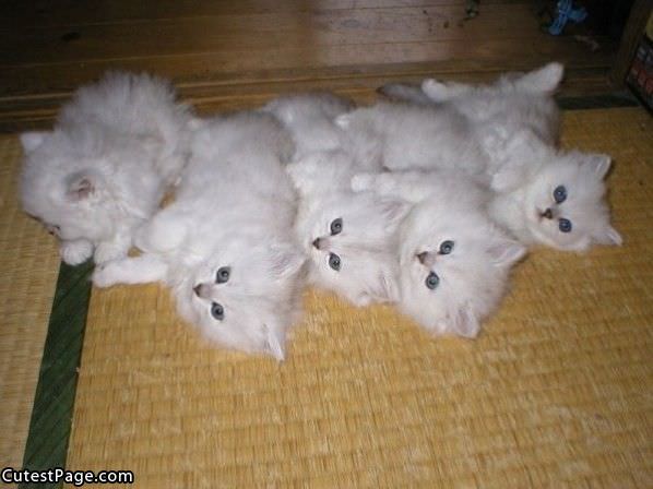 Cat Pile