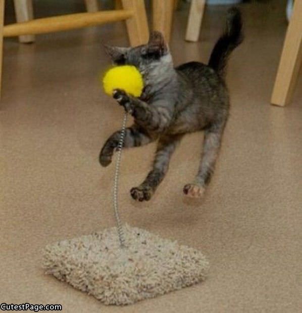 Cat Playing