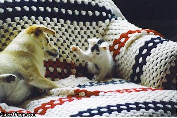 Cat Playing With Dog