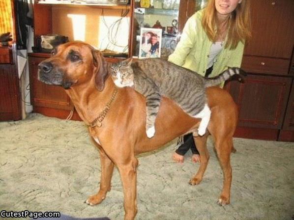 Cat Riding Dog