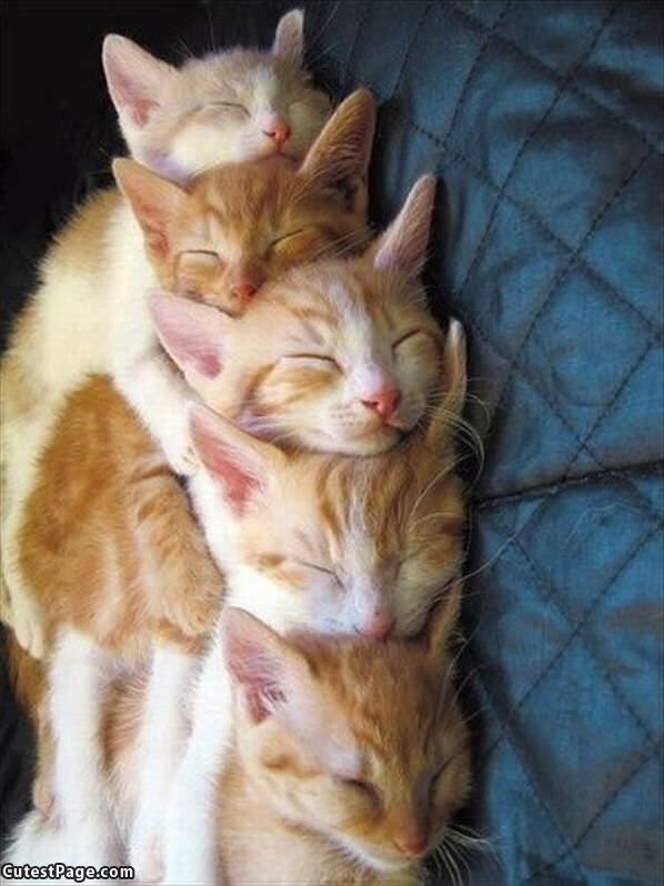 Cat Stack