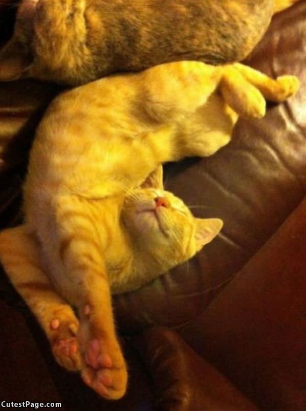 Cat Super Relaxed