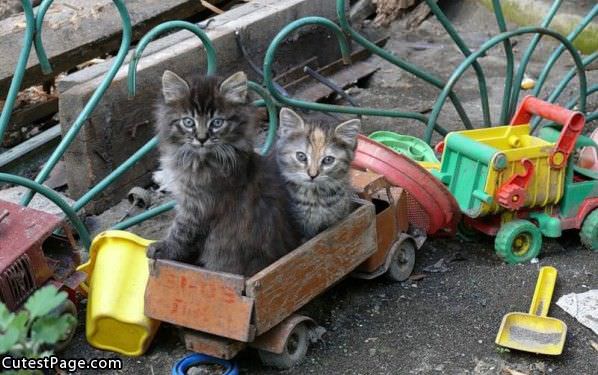 Cat Train