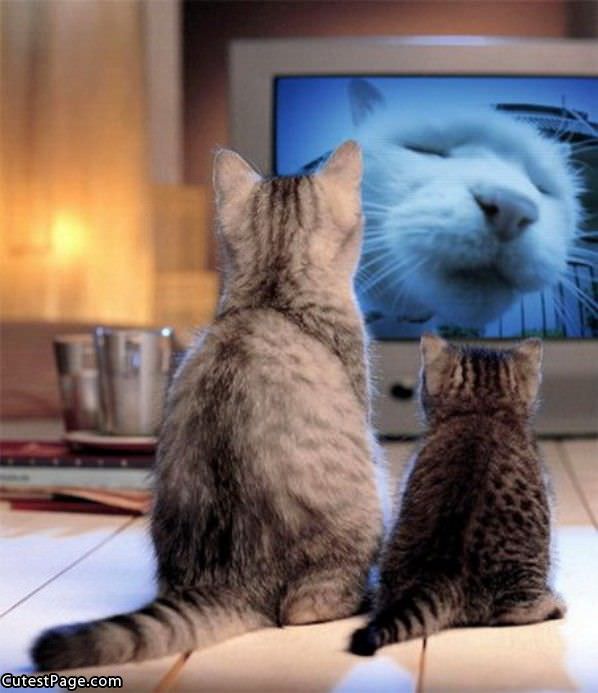 Cat Tv