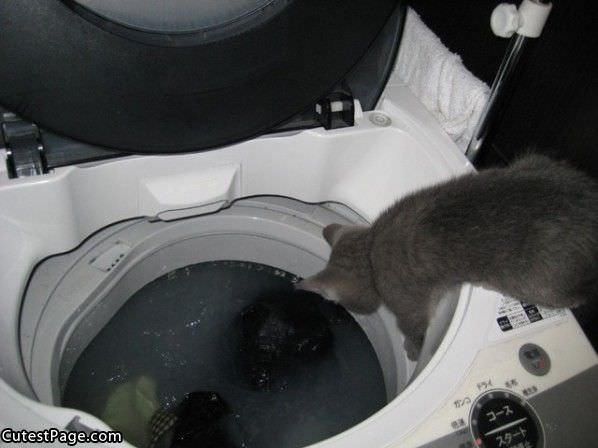 Cat Wash Machine