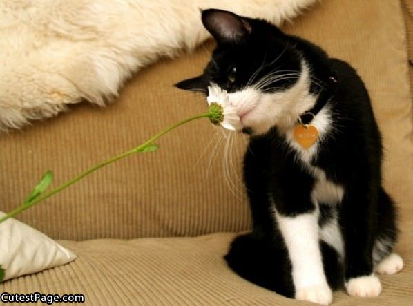 Cat With Flower