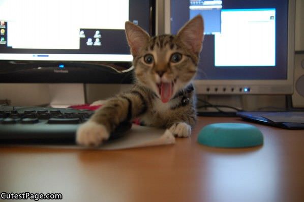 Cat With Mouse